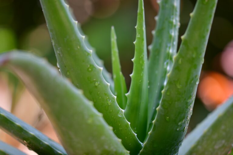 aloe vera for healing