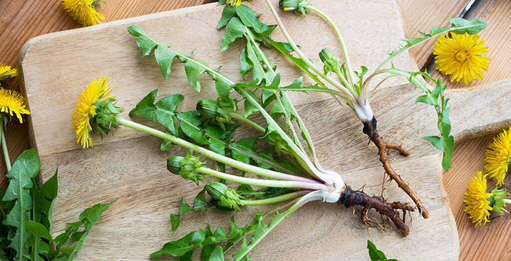 dandelion root tea