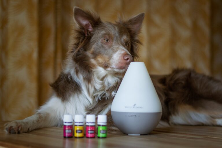 dogs and essential oils