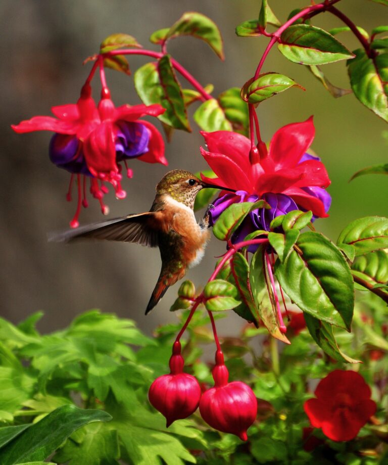hummingbird food