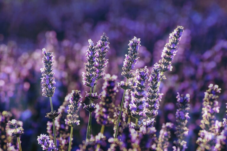 lavender field