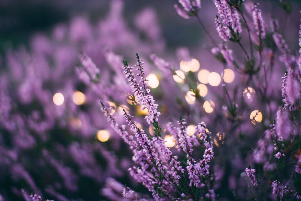 lavender oil for better sleep