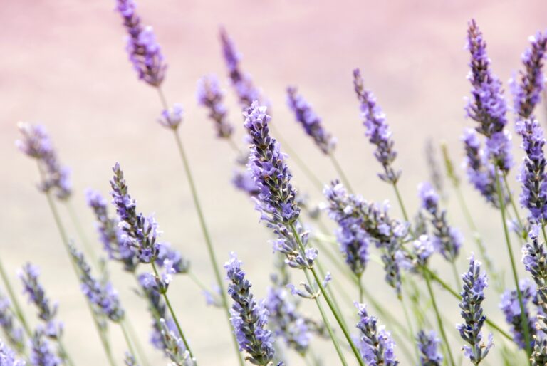 lavender oil for sleep