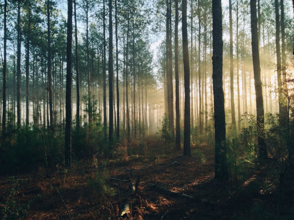 natural-forest-grounding