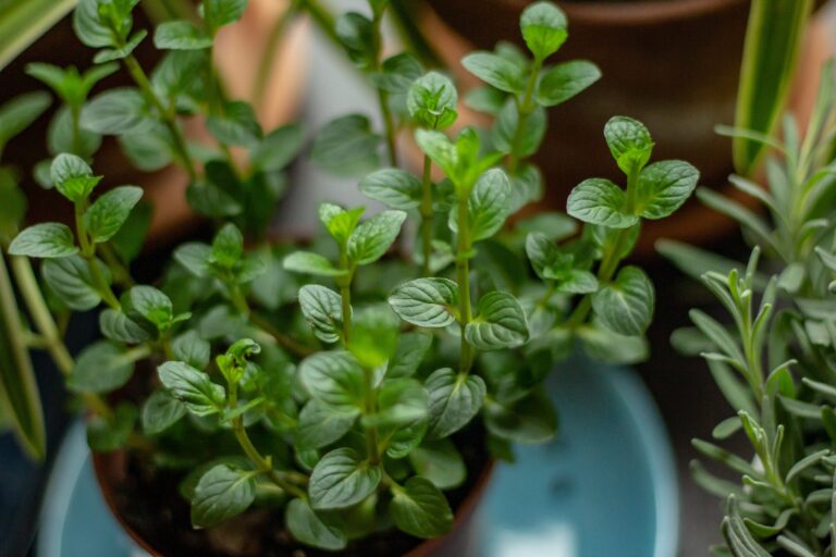 peppermint herbs