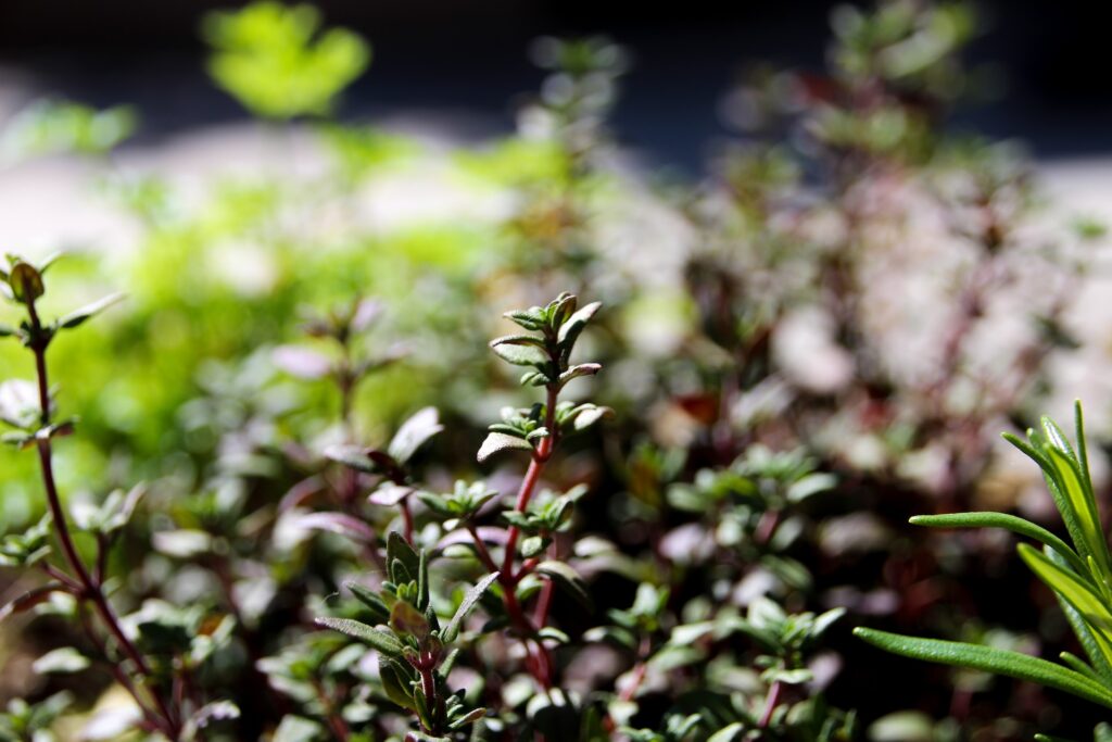 thyme plant