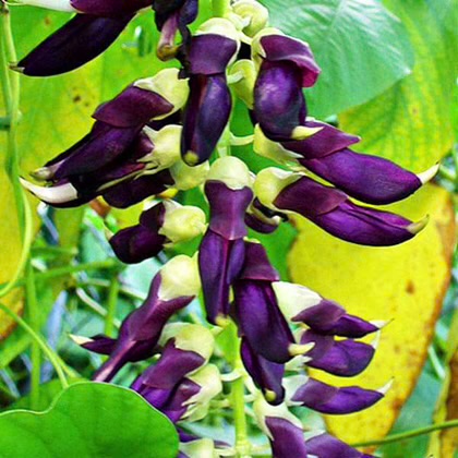health benefits of velvet bean