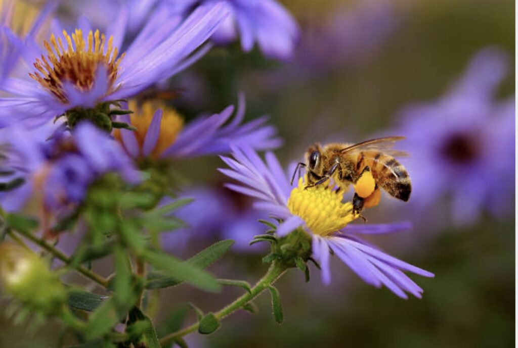 bee pollen collecting