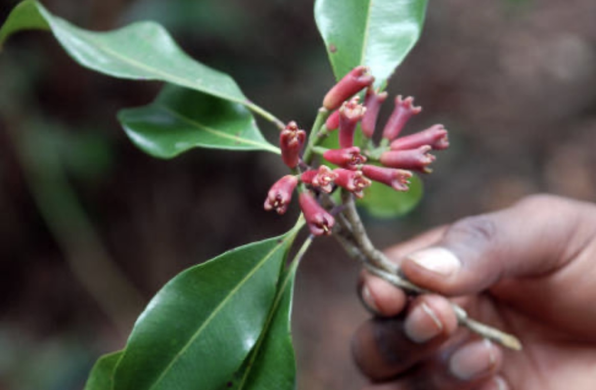 The Many Benefits Of Cloves Mother Terra Heals