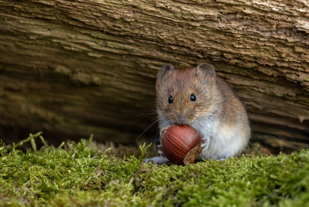the best natural mouse repellent