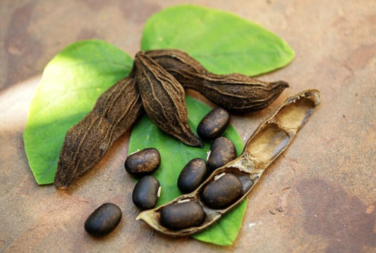 velvet bean benefits