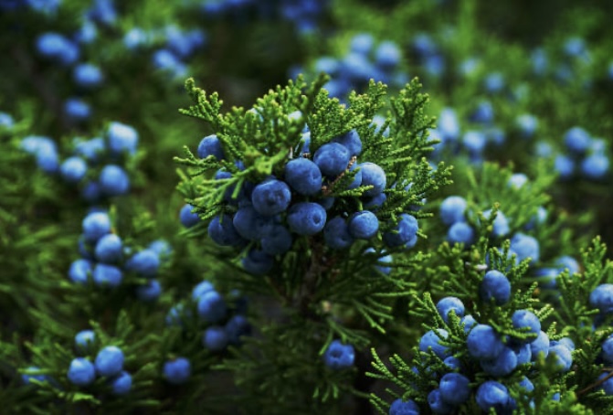 juniper berries for health