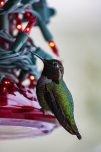 Use Christmas lights to keep hummingbird feeders from freezing