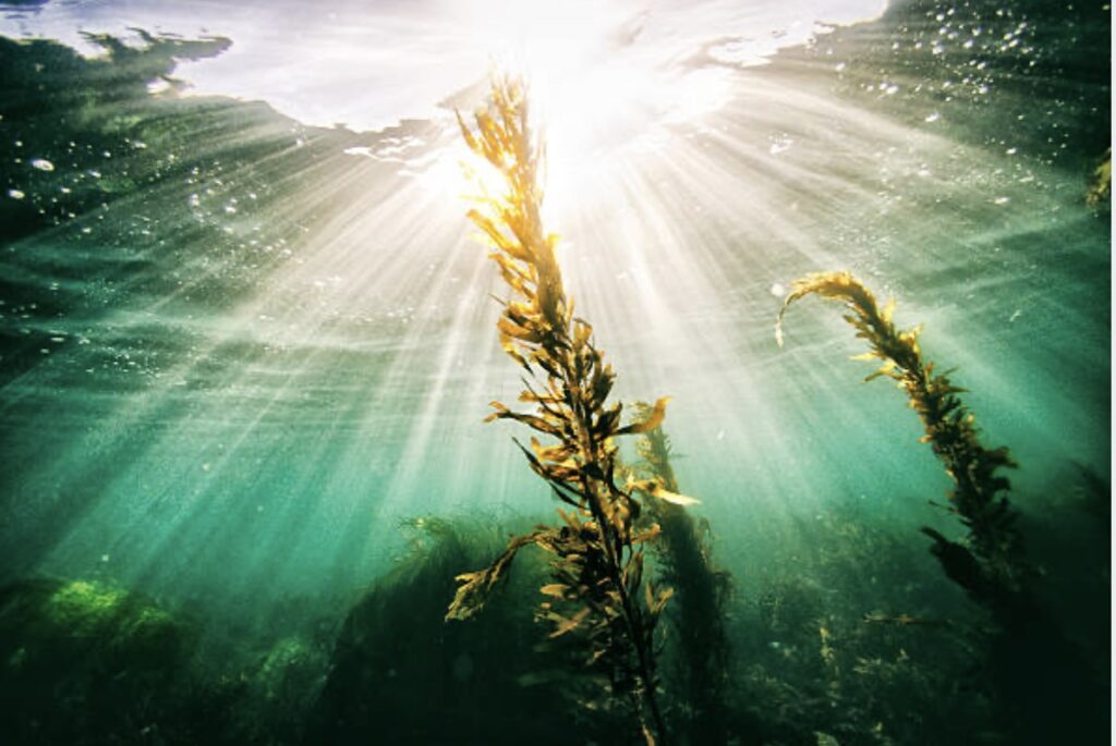 How To Consume Algae And The Benefits Mother Terra Heals