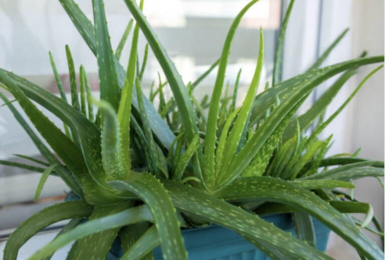 aloe vera for hair loss