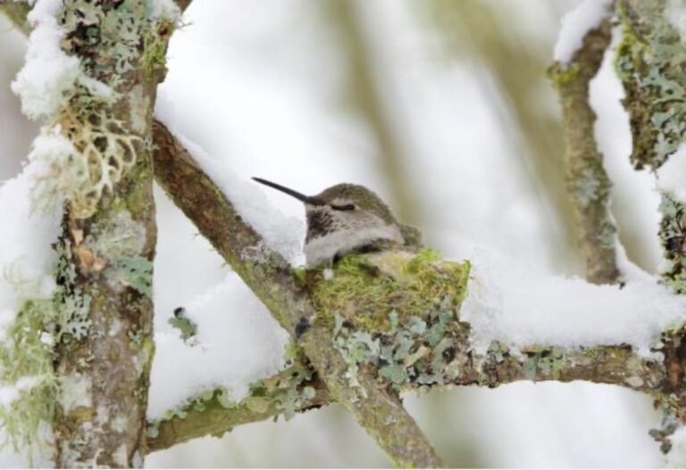 birds in wintertime