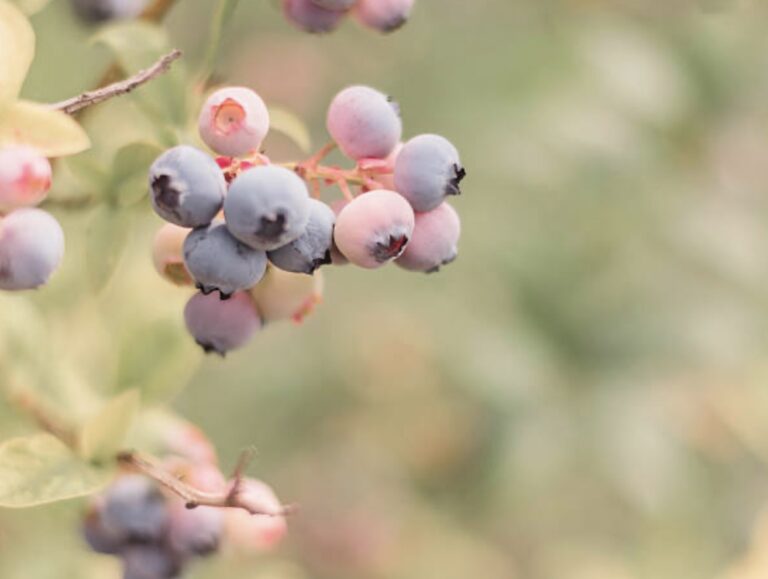 blueberry bush