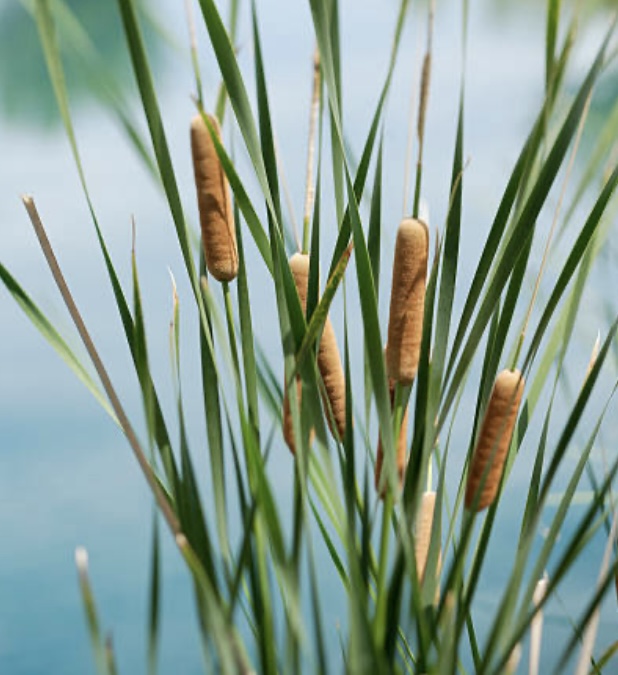 cat tails in a marshland