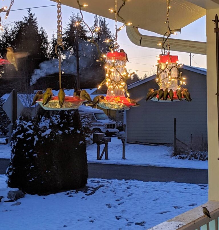 creative ways to keep your hummingbird feeder from freezing