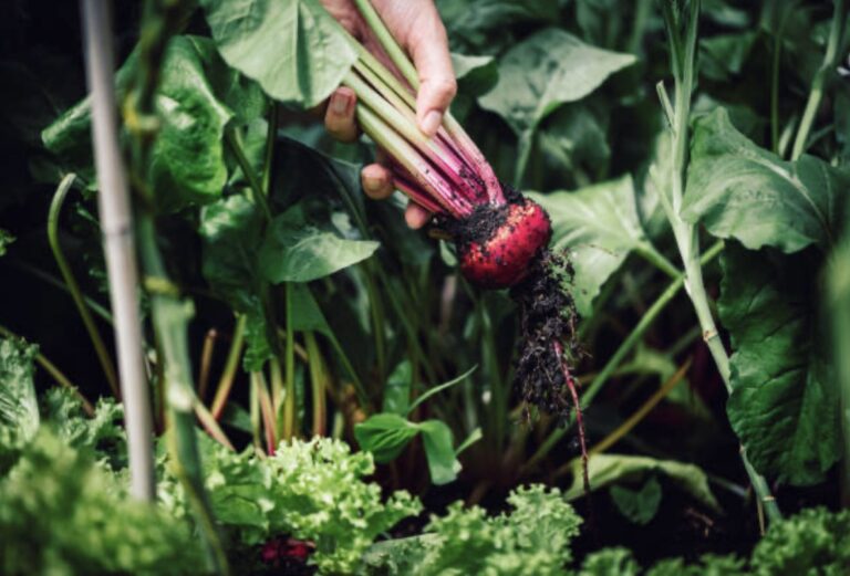 grow beets