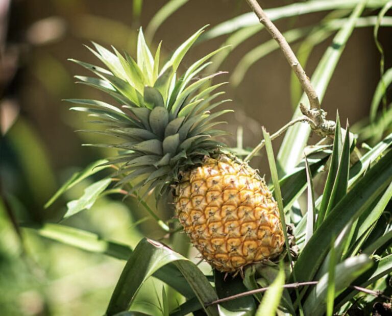 grow pineapple