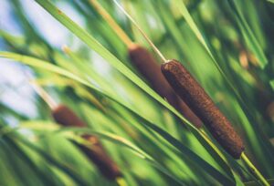 how can you benefit from cat tails