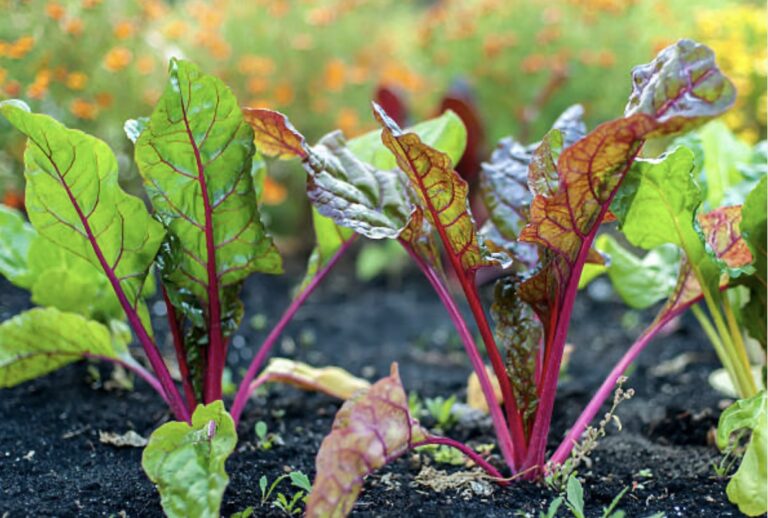 how to grow your own beets