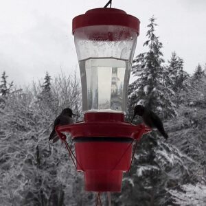 hummingbird feeder heater