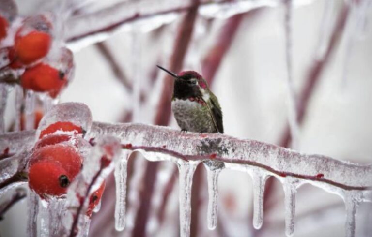 hummingbirds and wintertime