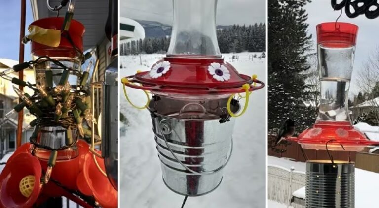keep hummingbird food from freezing