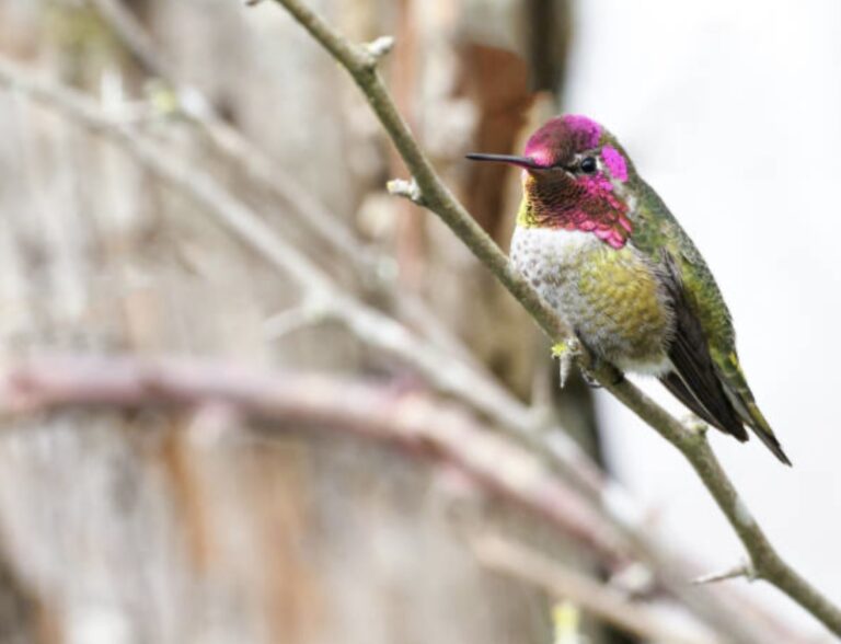 keep hummingbirds warm