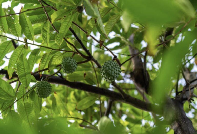 soursop tree