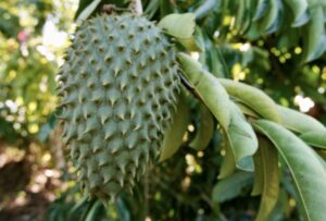 tropical fruits that have many health benefits