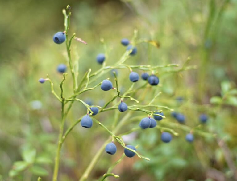 wild blueberries