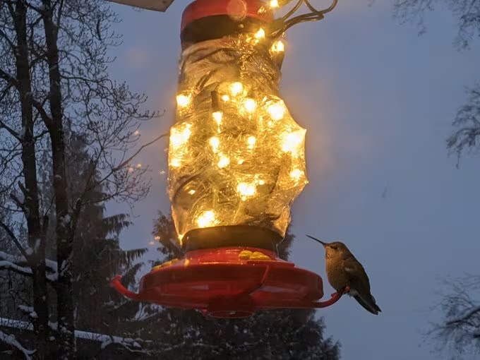 wrap your hummingbird feeders with xmas lights for warmth