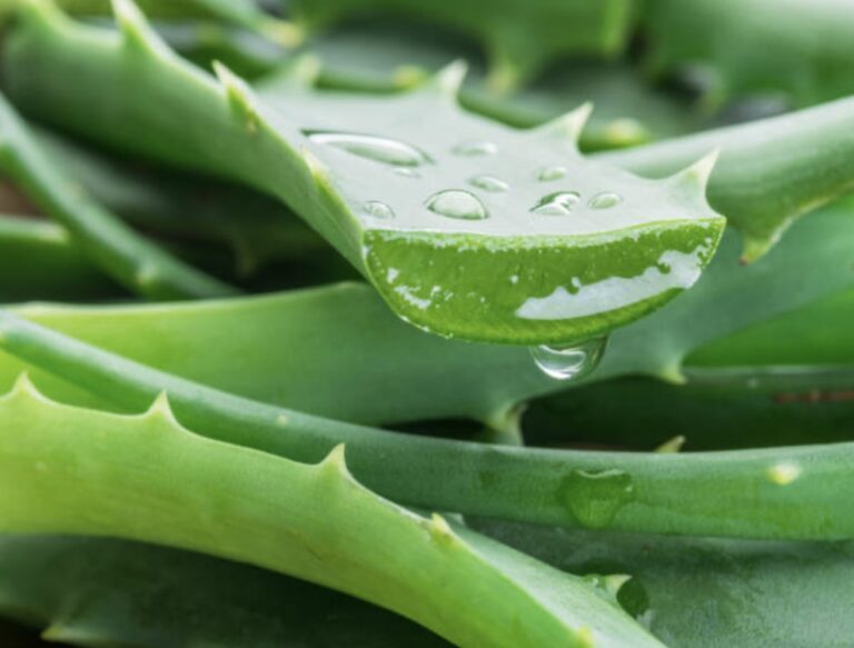 aloe vera to soothe skin issues