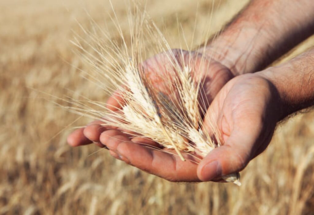 benefits of wheat germ