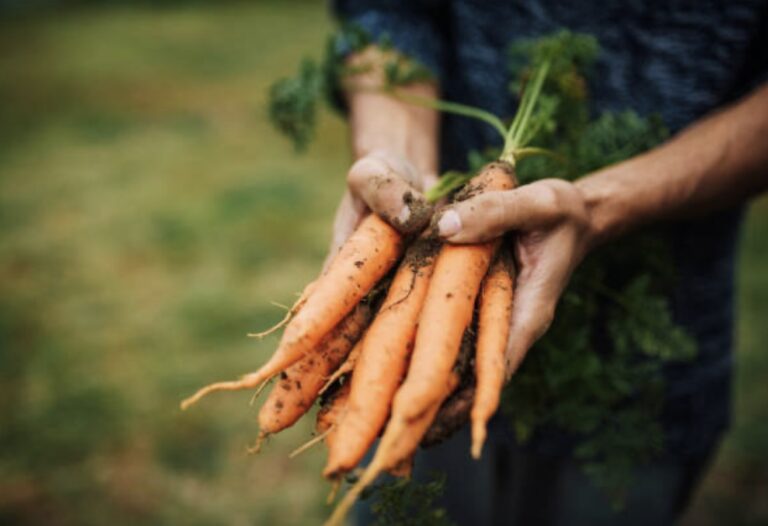 carrots for abc juice