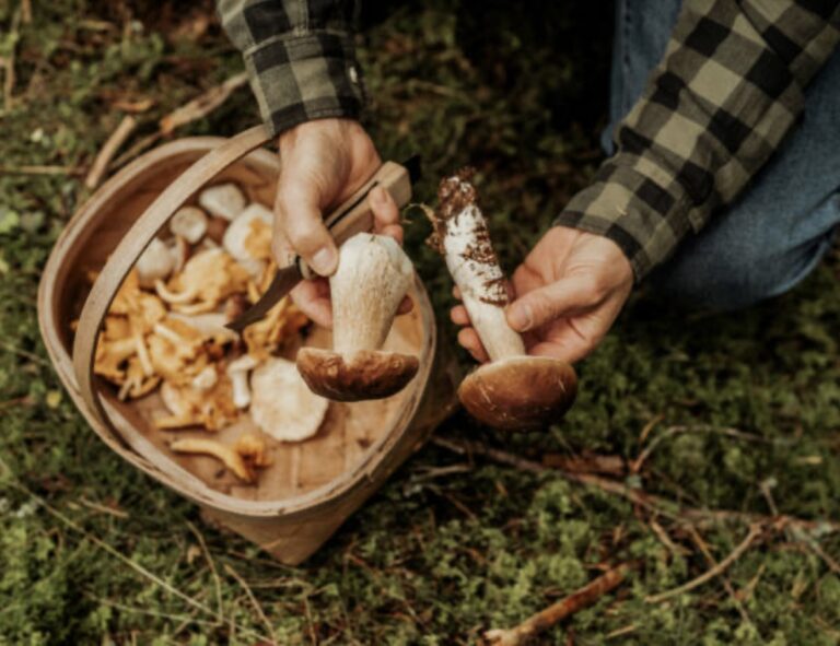 forage for mushrooms