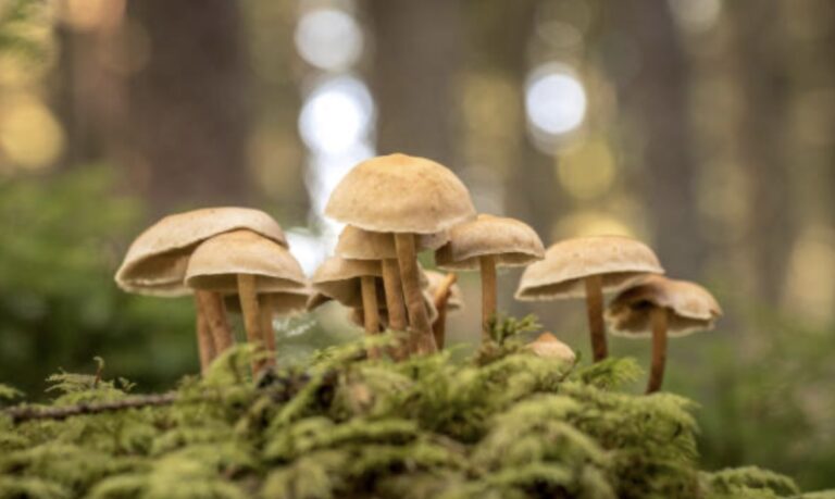 forest mushrooms