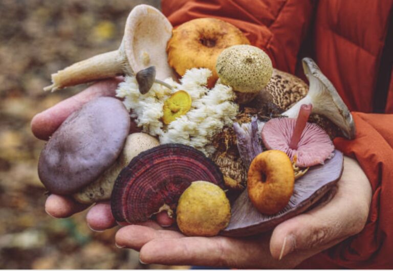 mushrooms in the forest