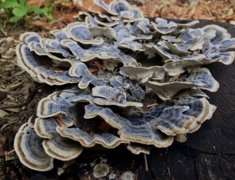 turkey tail mushrooms