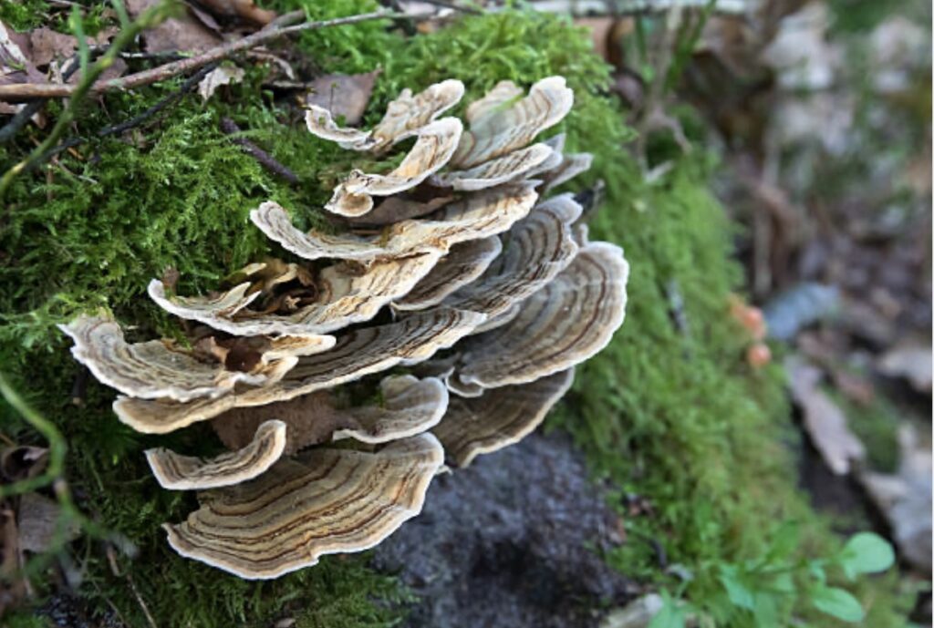 turkey tail mushrooms for cancer