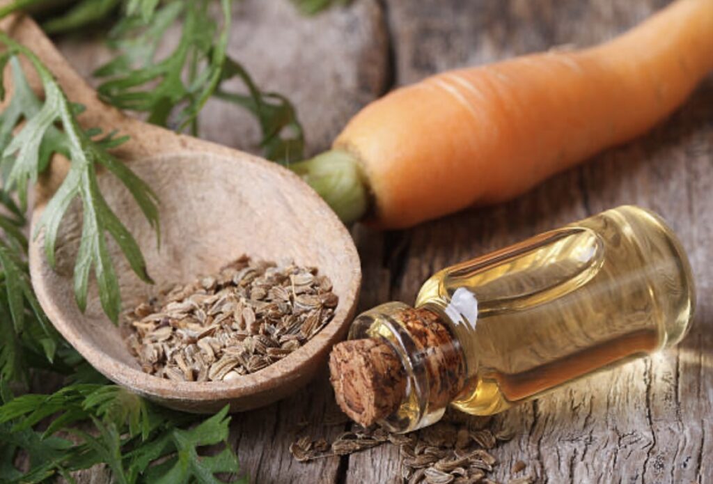 benefits of carrot seed oil