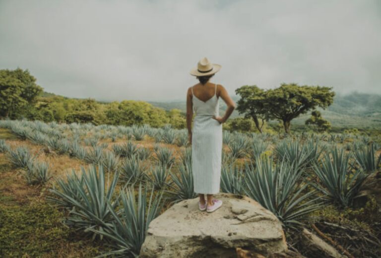 agave farm