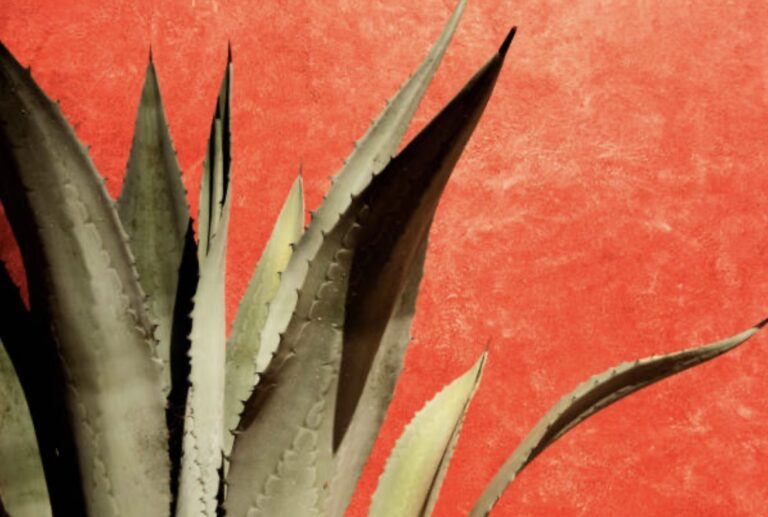 agave [plant