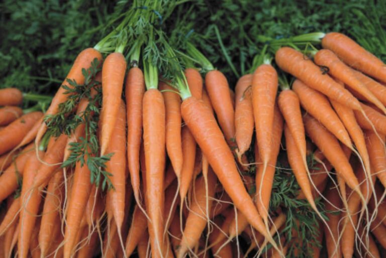 all the benefits of carrots