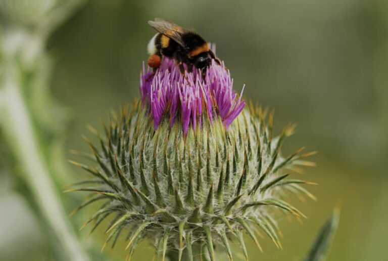 bees on flowers