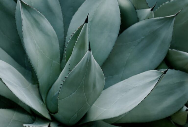 benefits of agave syrup