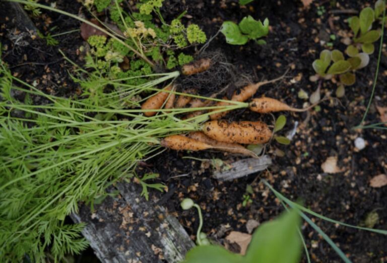 carrots going to seed